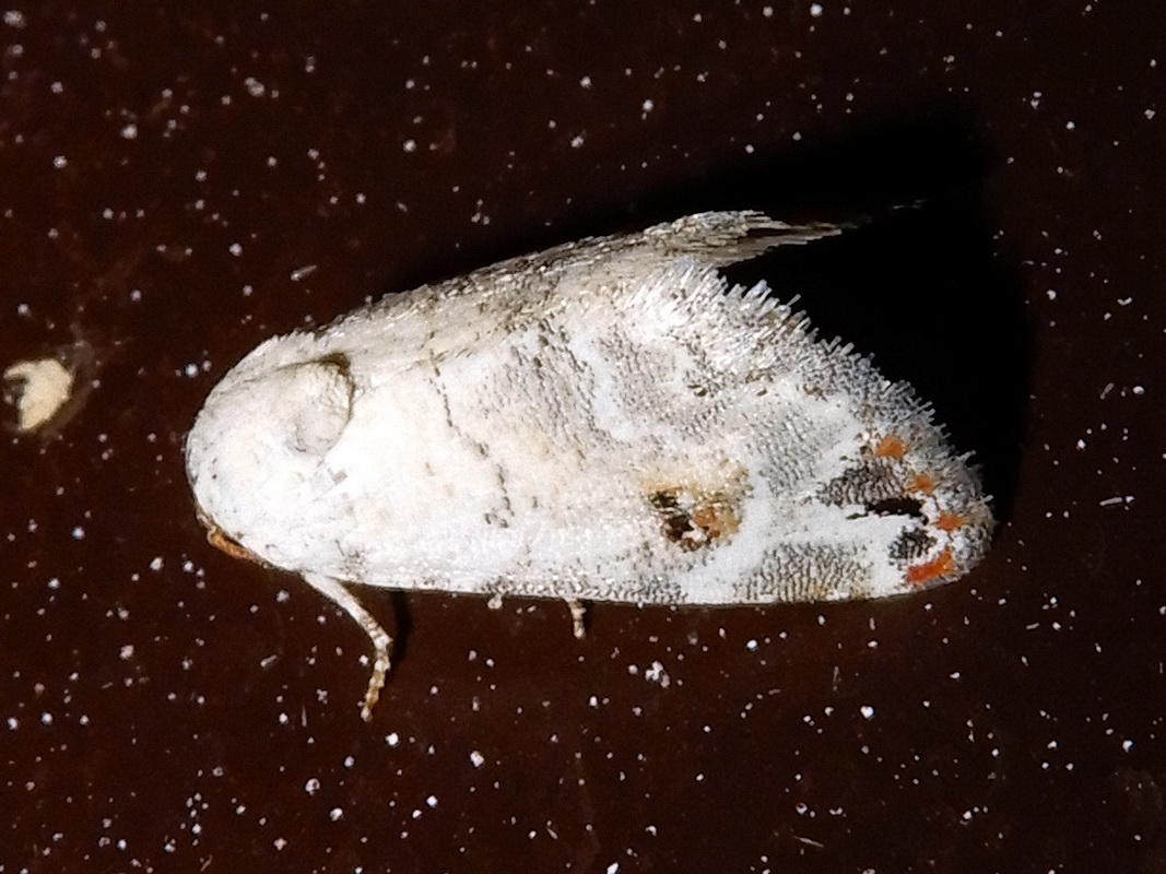 Eublemma scitula (Erebidae)